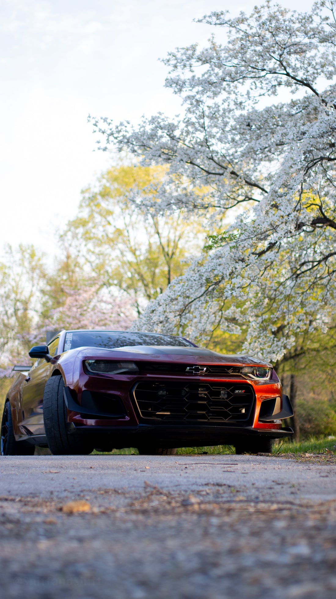 Red Camaro under white blossoms by the lake, portrait framing, low angle