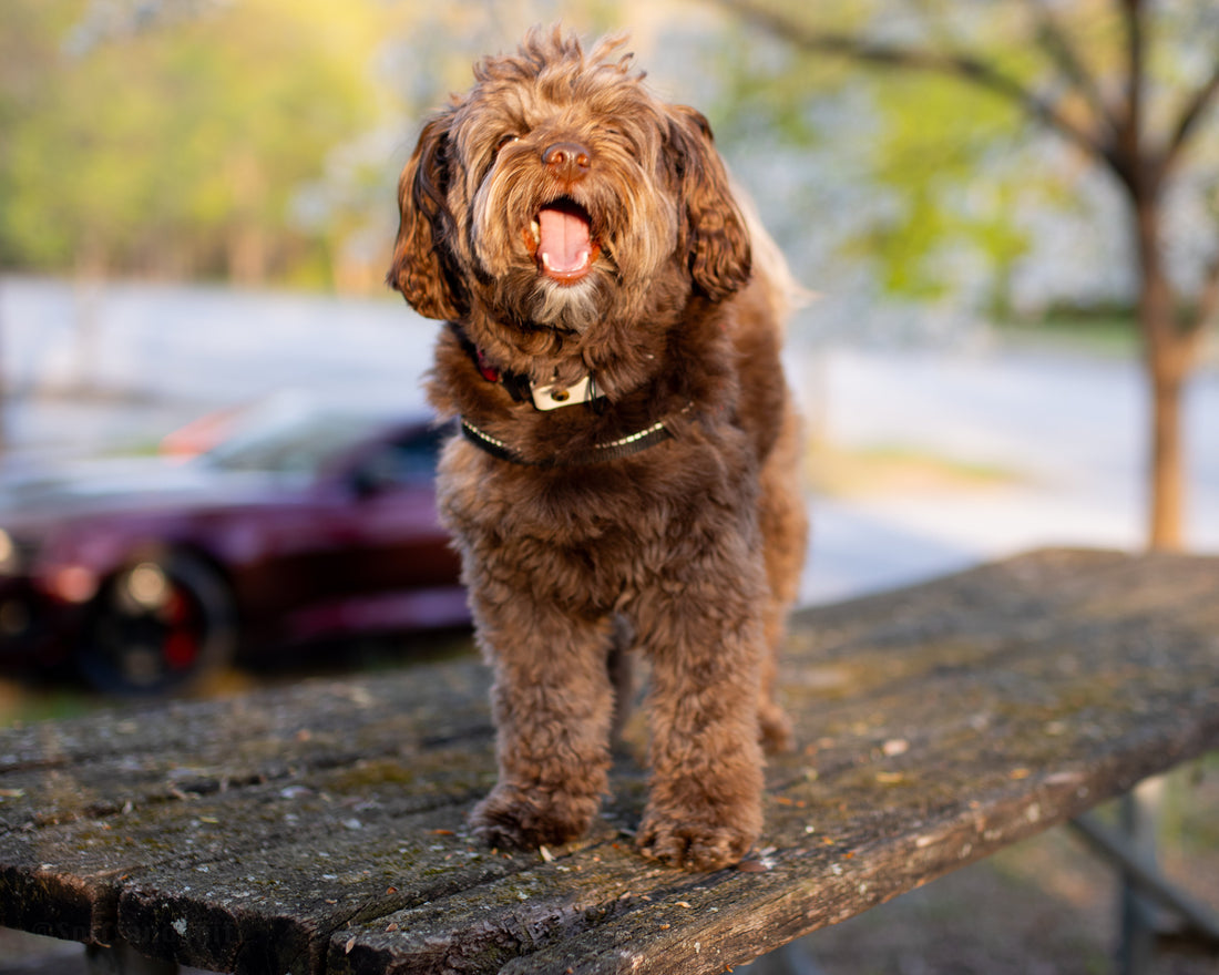 Ella standing on a lakeside picnic table mid-yawn, the red Camaro parked behind her