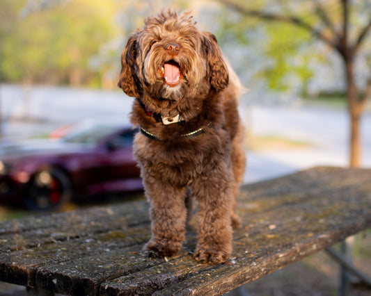 Ella standing on a lakeside picnic table mid-yawn, the red Camaro parked behind her
