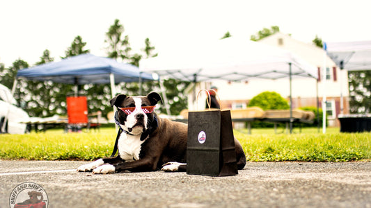 Ella the brown doodle, Chief Taste Tester at Sniff and Shift, in a checkered bandana at a car meet