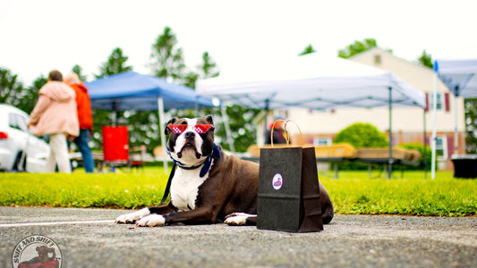 Sniff and Shift dog relaxing with a natural chew beside a Mercedes-AMG GT at a car meet