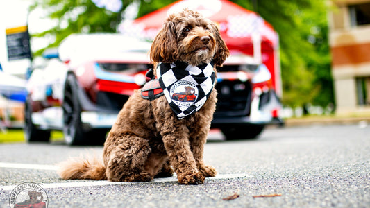 Happy Sniff and Shift doodle in a bandana at a car meet, ready for a Pup-Ornaut freeze-dried treat