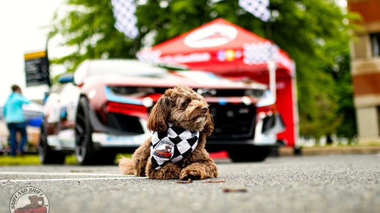 Sniff and Shift dog at a car meet with the branded red tent, celebrating a first year in business