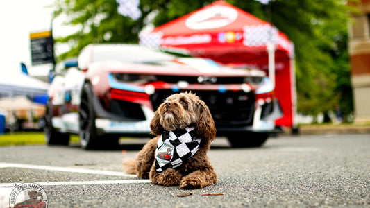 Sniff and Shift booth and community dogs at a car show