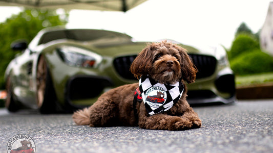 Dog staying cool at a sunny car meet, illustrating summer heat safety for dogs
