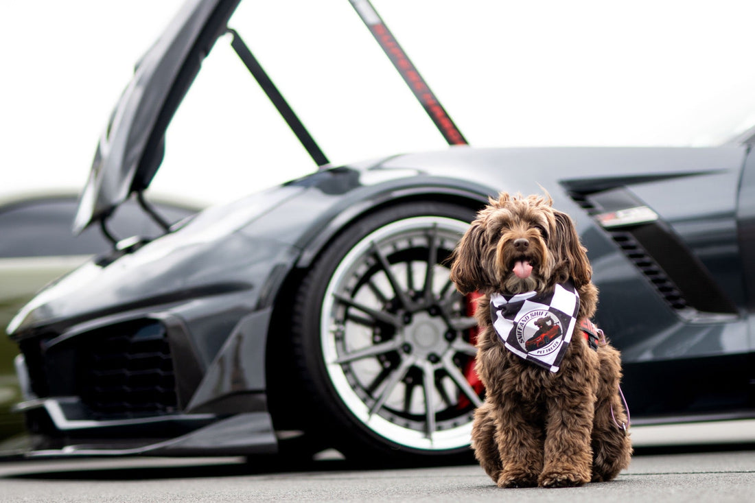 Ella the Sniff and Shift dog sitting, looking to the side beside a dark gray Corvette with aftermarket wheels.