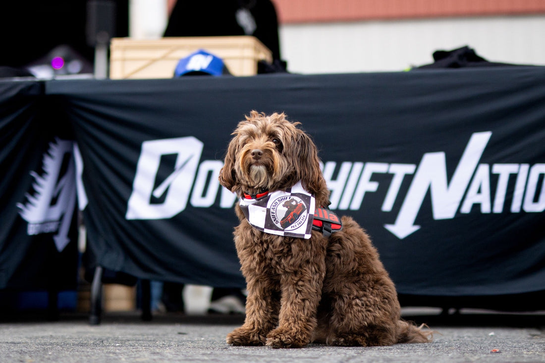 Ella the curly brown dog sits in front of the Downshift Nation banner at the vendor booth.