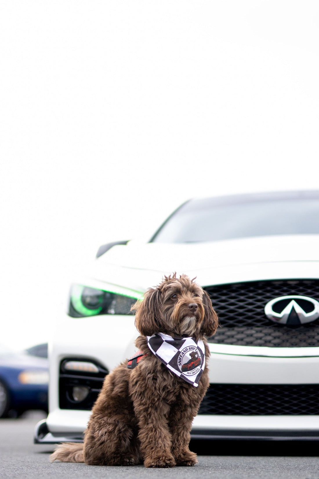 A curly brown dog sits in front of a white Infiniti Q50 with green underglow.