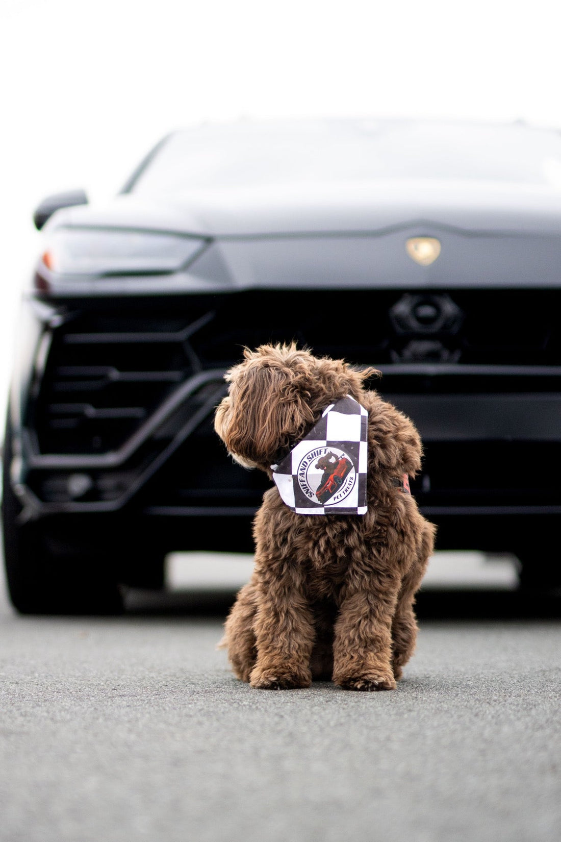 A curly brown dog sits with its back to the camera facing a black Lamborghini Urus.
