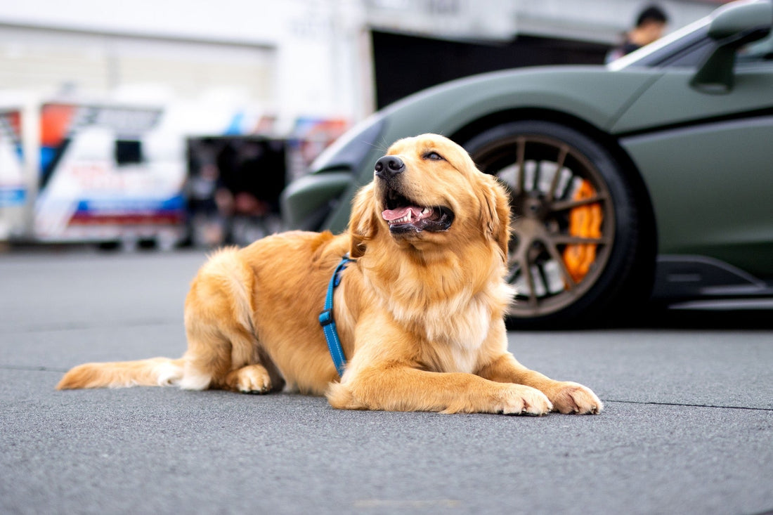 A happy golden retriever sits near the wheel of a green McLaren at the car show.