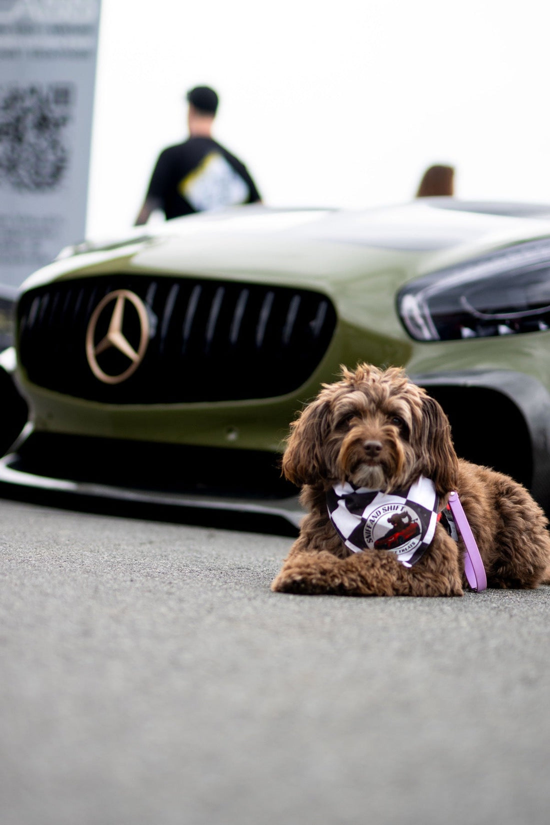 Ella the Sniff and Shift dog lying down, looking at camera in front of a matte olive green Mercedes-AMG GT.