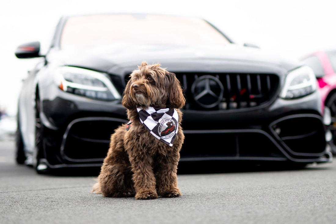 Ella sits centered in front of the black Mercedes AMG grille with its badge clearly visible.