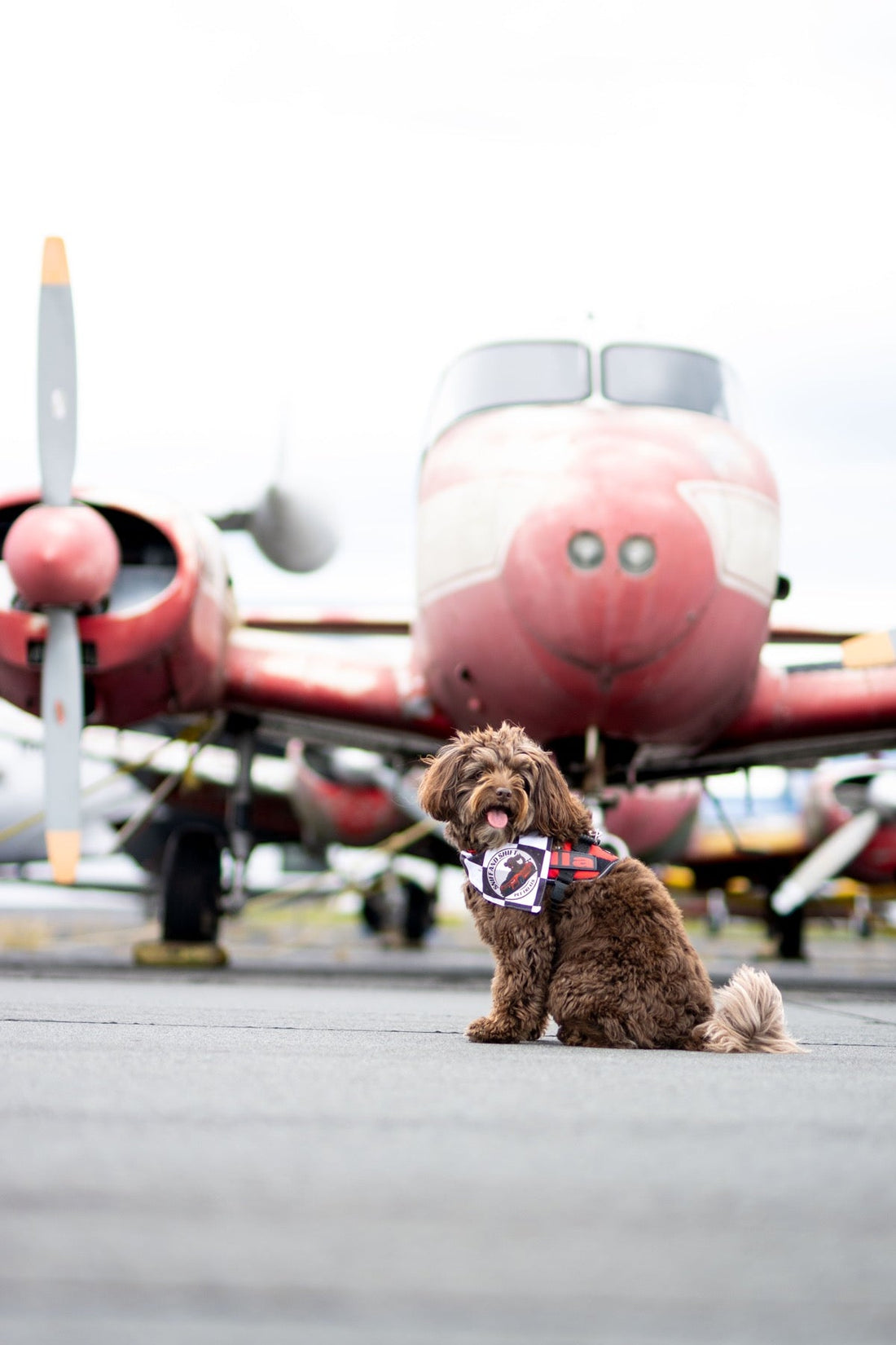 Ella sits on the tarmac facing a vintage twin propeller plane painted with a smiling face on its nose.