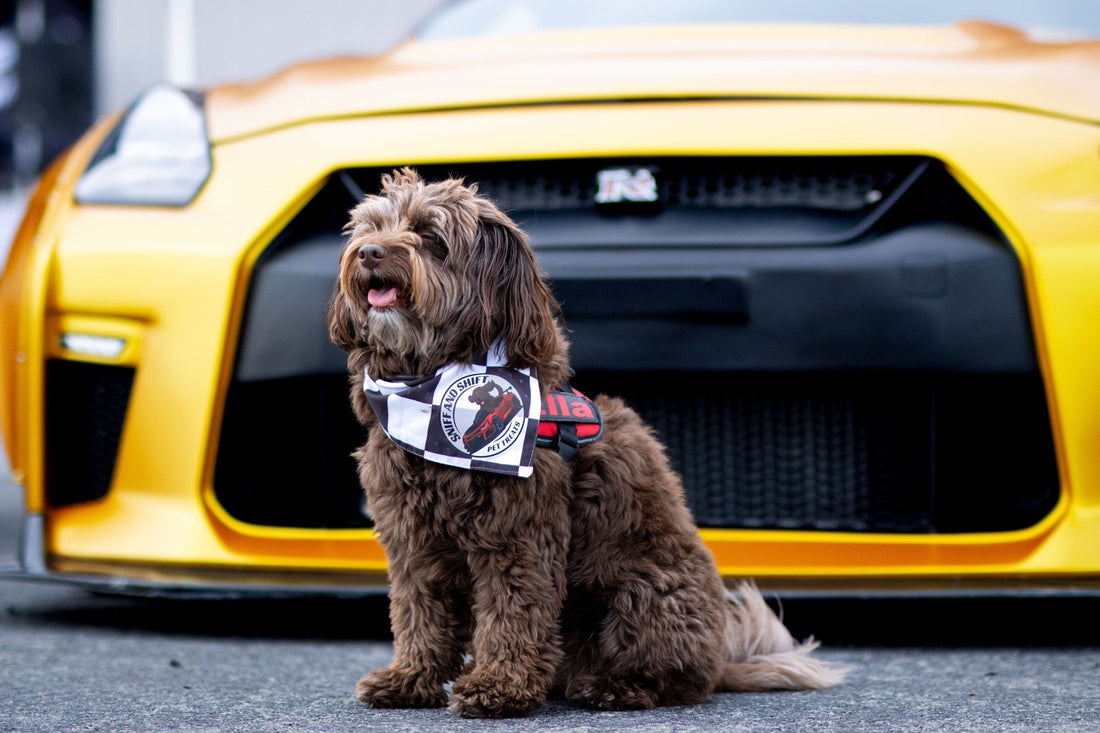 Ella the curly brown dog sits in front of the grille of a yellow Nissan GT-R.