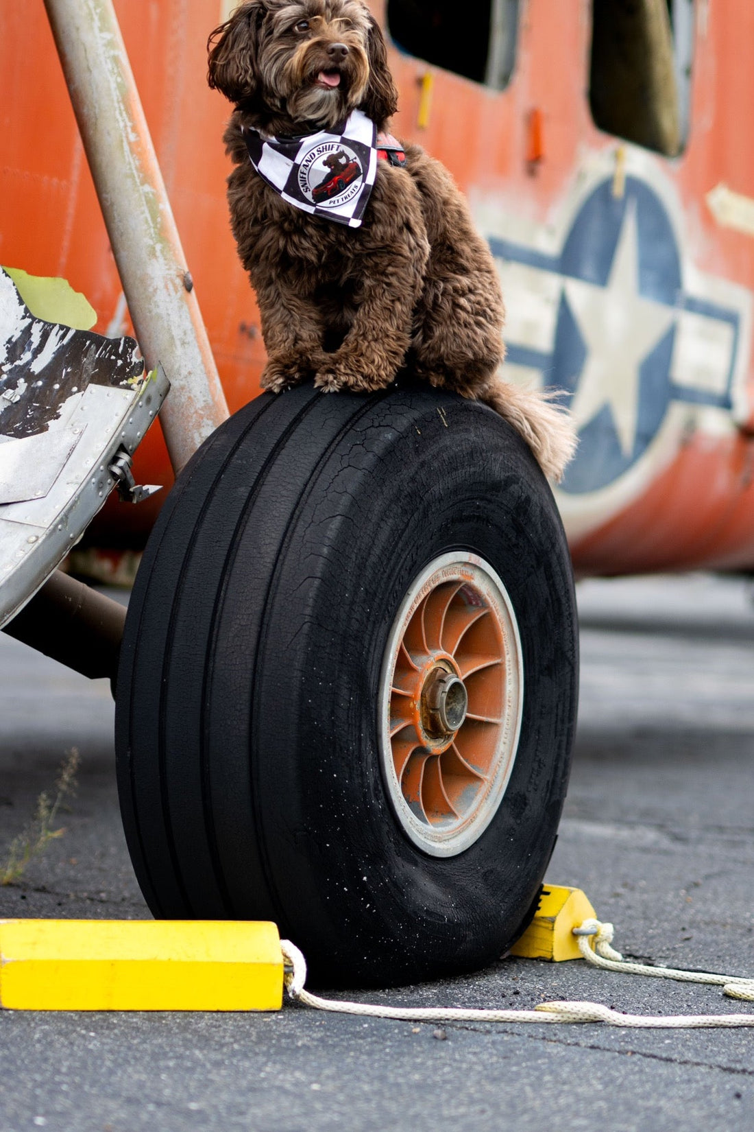 Ella sits on the aircraft wheel directly in front of a clearly visible US Air Force star and bar roundel.