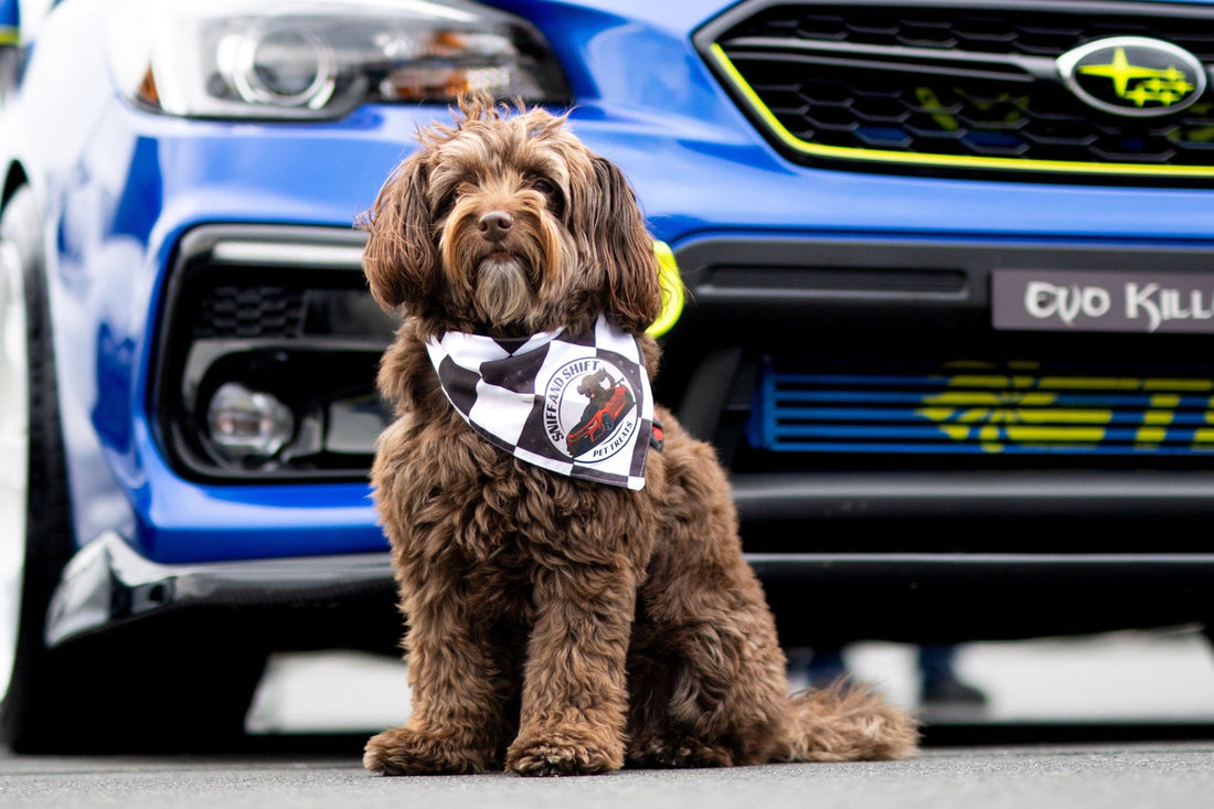 A curly brown dog sits in front of a blue Subaru WRX STI grille badged Evo Killer.