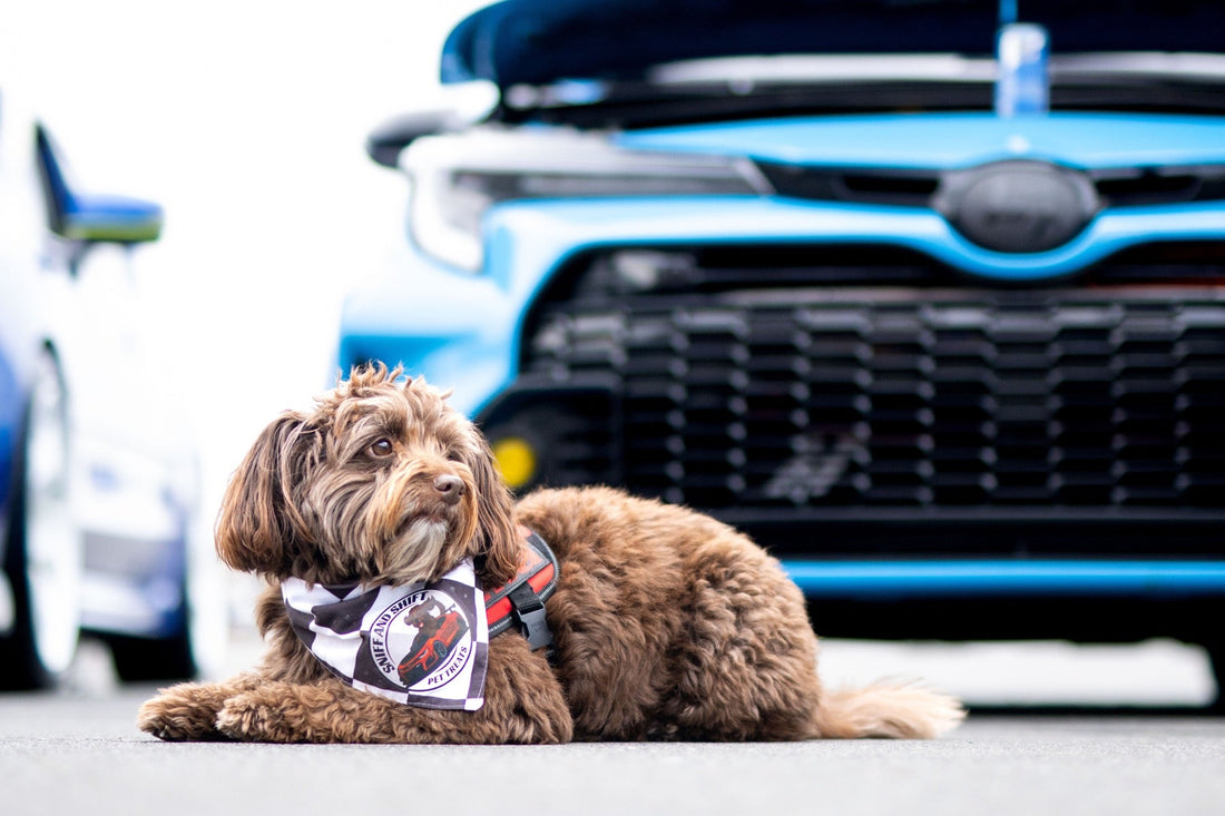 A brown curly dog wearing a checkered bandana lies in front of a light blue Toyota at a car show.