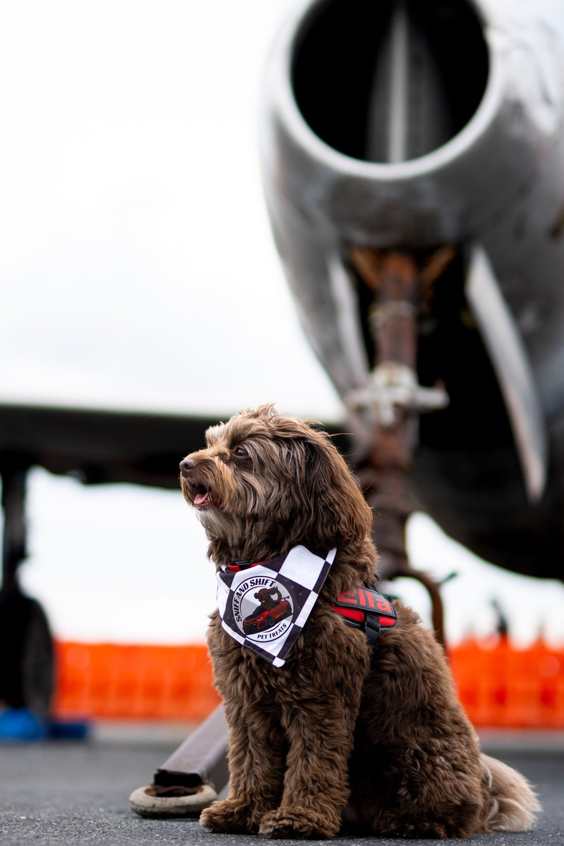 Ella, wearing a harness marked with her name, sits in front of a dark aircraft engine exhaust nozzle.