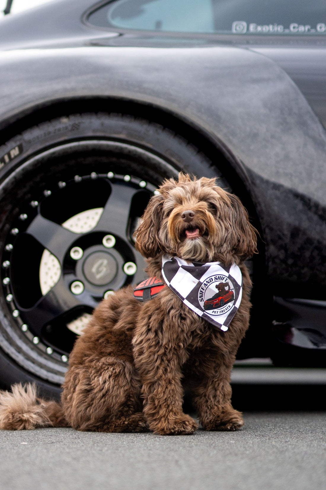 A curly brown dog sits in front of the deep dish wheel of a black widebody sports car.