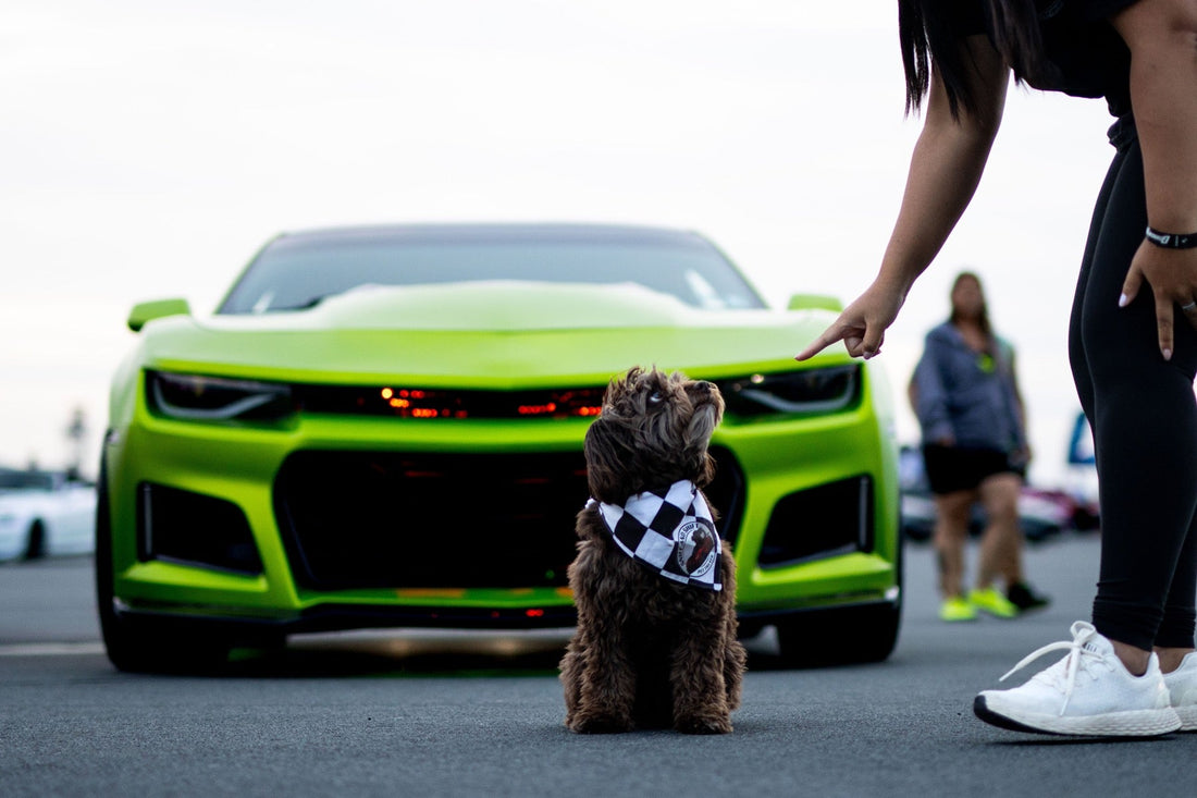 Ella the dog sits proudly in front of a lime green Camaro with a man walking up behind her.