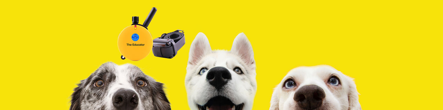 E-Collar Technologies remote training collars at Sniff and Shift