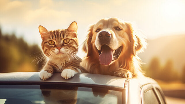 Hybrid Division | Treats for Dogs and Cats-My Store