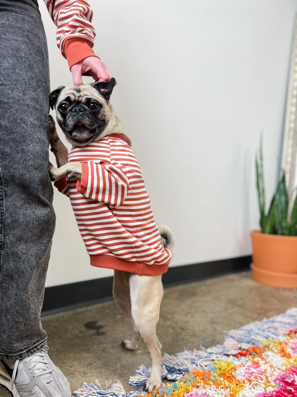 Poppy Pullover, Dog and Adult Sizes