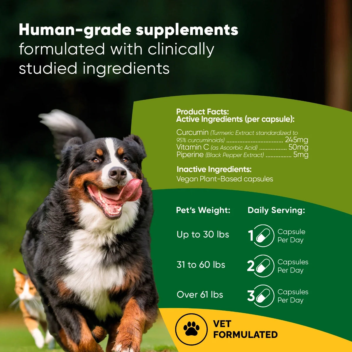 Turmeric for Cats & Dogs