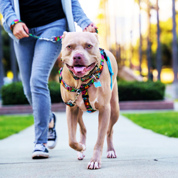 Paper Flags EarthStyle Freedom No-Pull Dog Harness