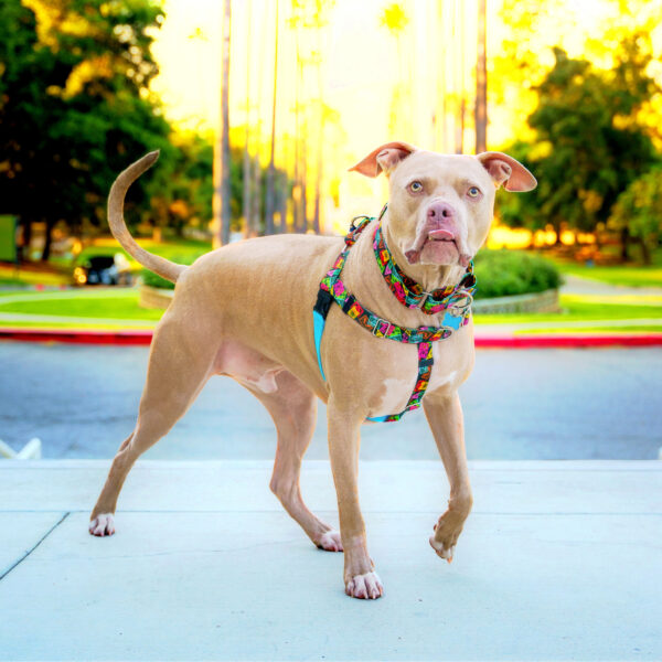Paper Flags EarthStyle Freedom No-Pull Dog Harness