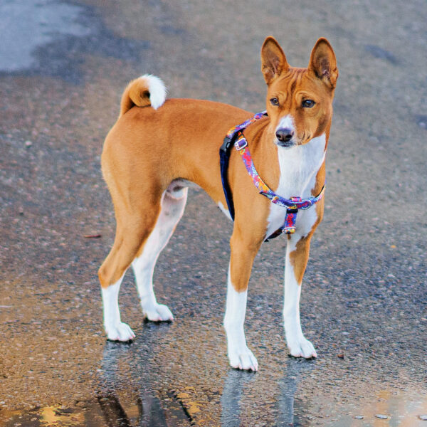 Love Graffiti Blue EarthStyle Freedom No-Pull Dog Harness