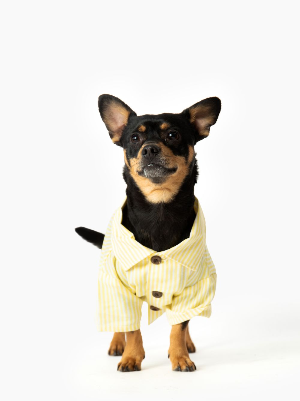 Nantucket Set, Dog and Adult Sizes