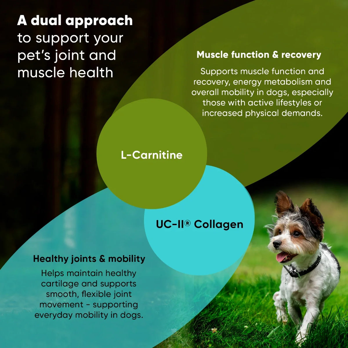 Joint & Muscle Health for Cats & Small Dogs