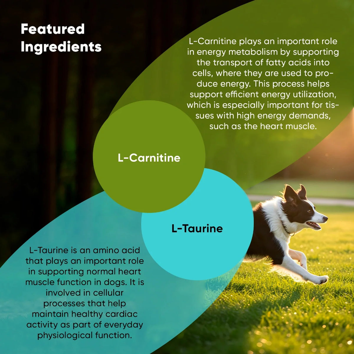 Cardio Support for Dogs