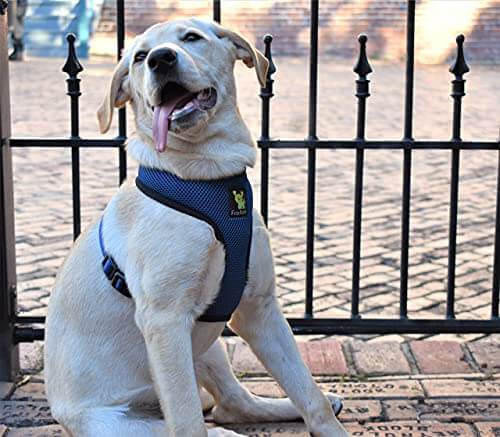 Over-the-Head Dog Harness, Vest Halter, Navy