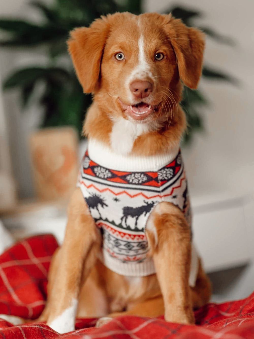 The Great Yukon Sweater, Dog and Kid Sizes