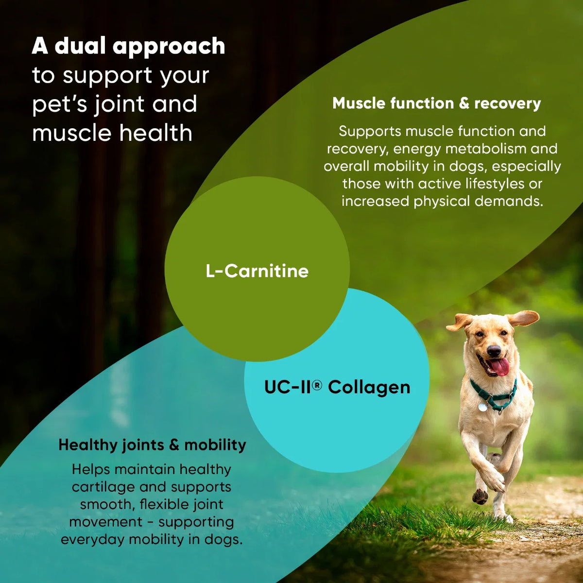 Joint & Muscle Health for Medium & Large Dogs