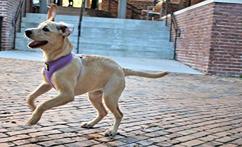 Over-the-Head Dog Harness, Vest Halter, Lavender