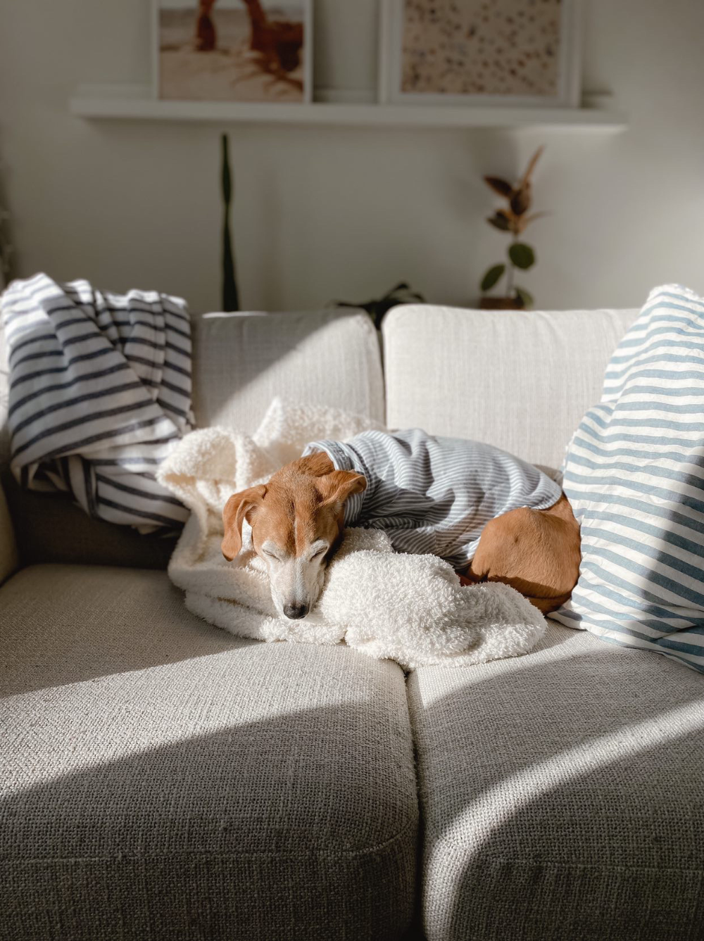 Hamptons Set, Dog and Adult Sizes