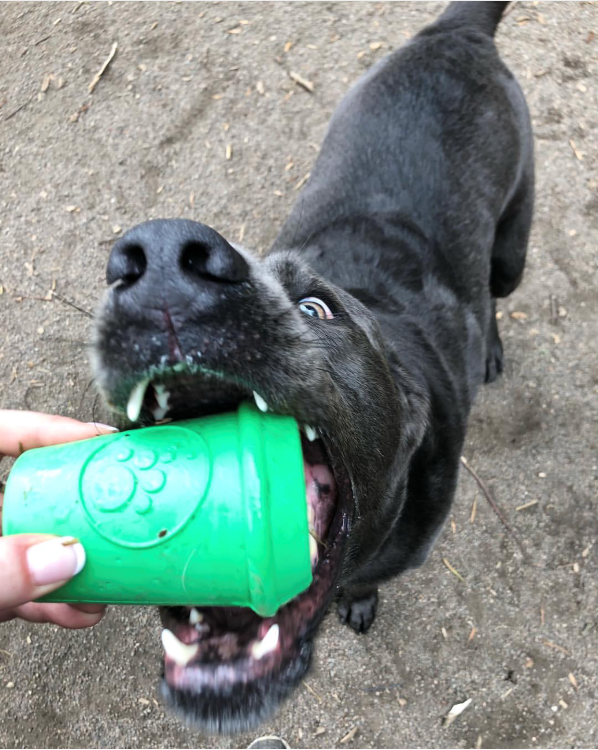 Coffee Cup Rubber Chew Toy and Dispenser