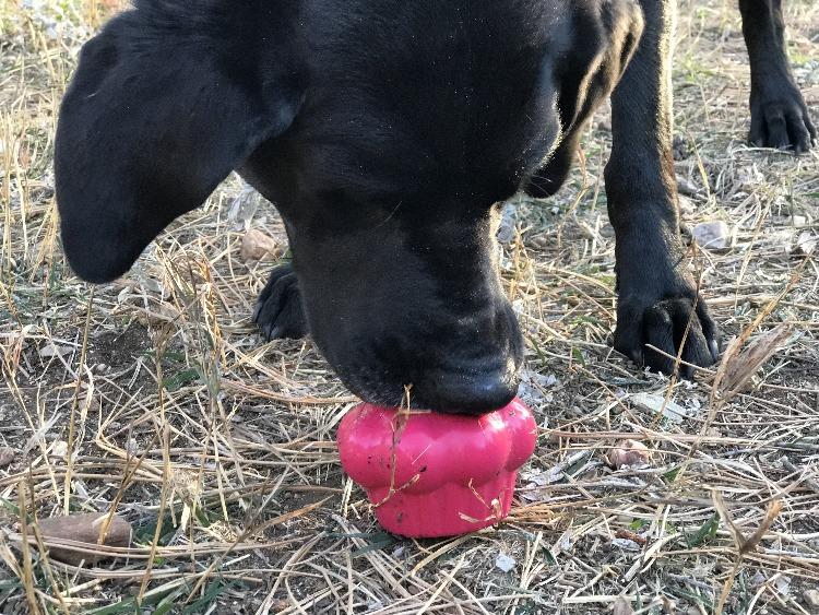 Cupcake eDispenser Chew Toy