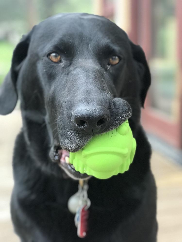 Bull Frog Chew Toy and Treat Dispenser