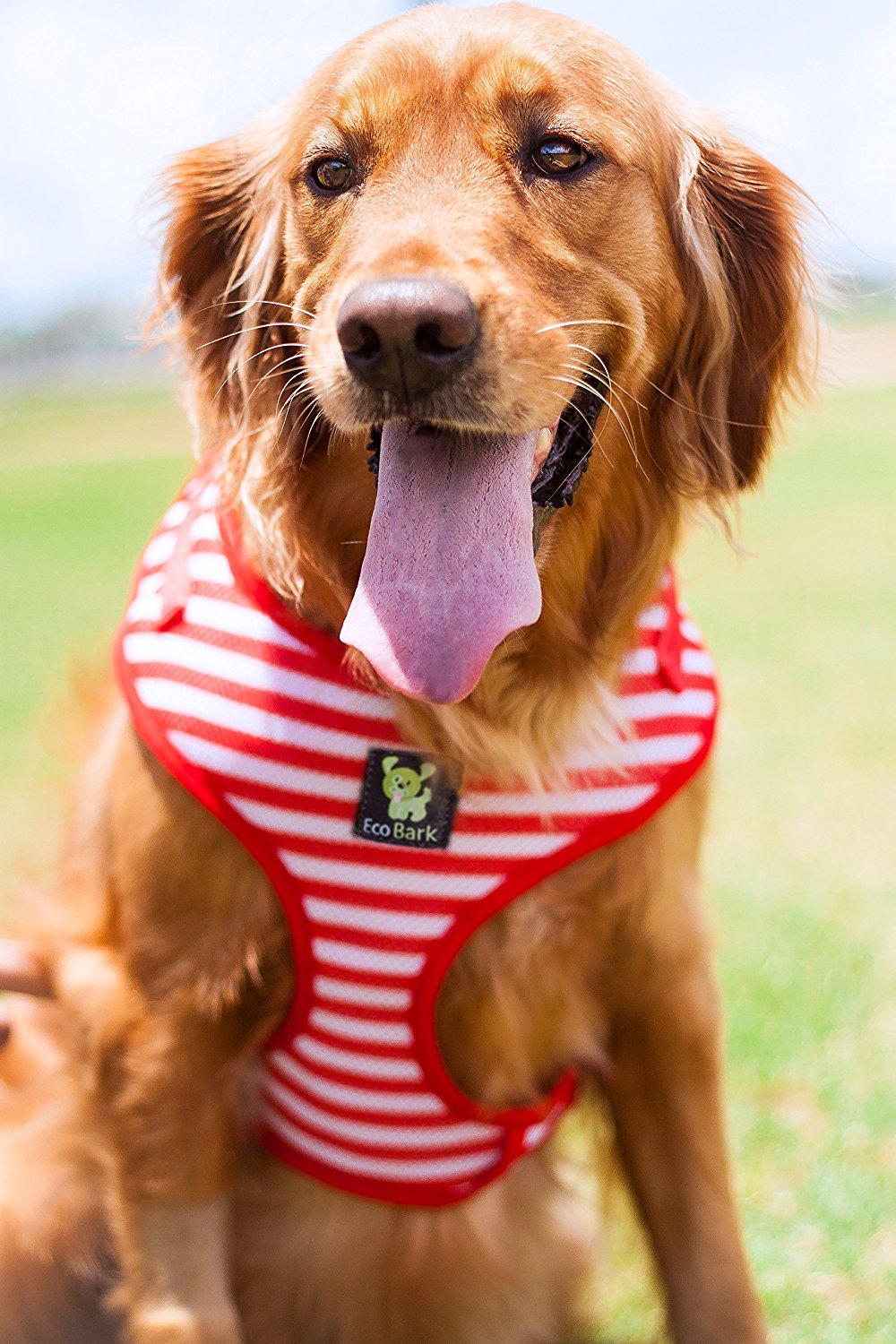 Custom-Fit Harness & Leash Combo, Red Stripe