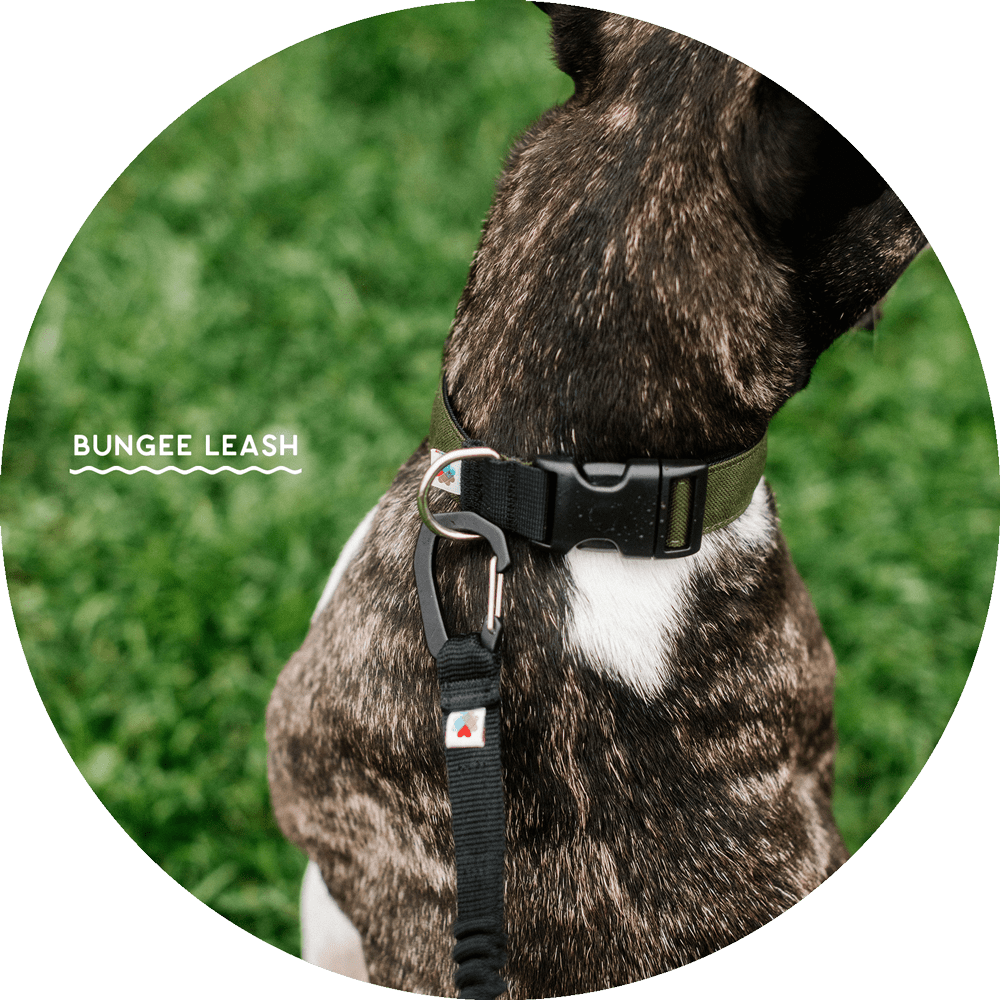 Ashbury Hands-Free Dog Leash