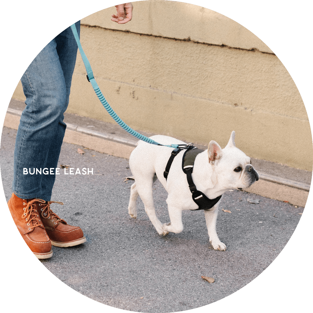 Ashbury Hands-Free Dog Leash