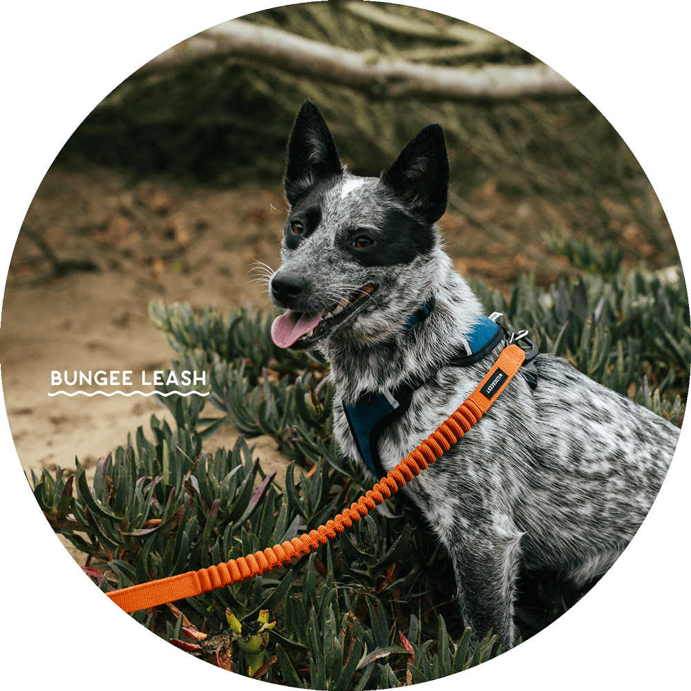 Ashbury Hands-Free Dog Leash
