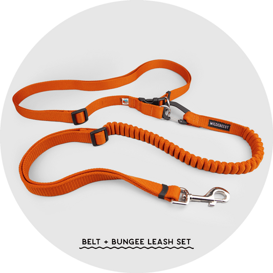 Ashbury Hands-Free Dog Leash components in Sky Blue, Burnt Orange and Black, Wildebeest, sold through Sniff and Shift