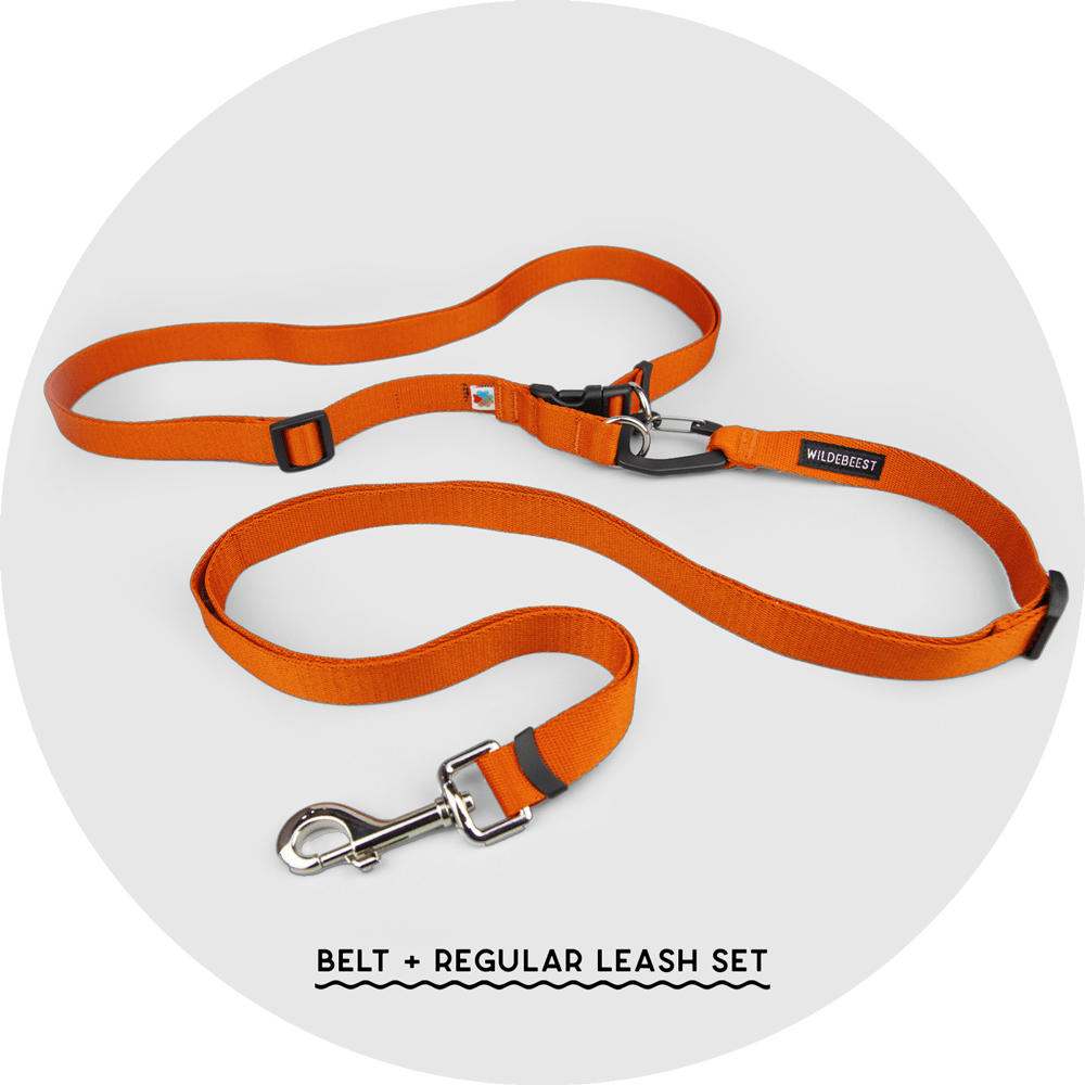 Ashbury Hands-Free Dog Leash