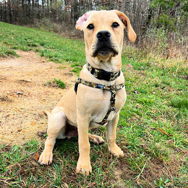 Archie Loves Mud EarthStyle Freedom No-Pull Dog Harness