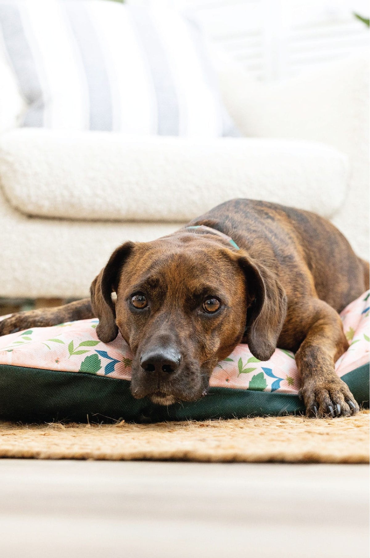 Astrid Dog Bed